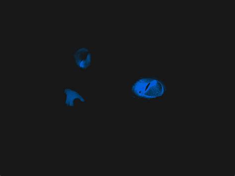 Glowing cat eyes, blue, black, abstract, glowing, animals, cats, cat, different HD wallpaper ...