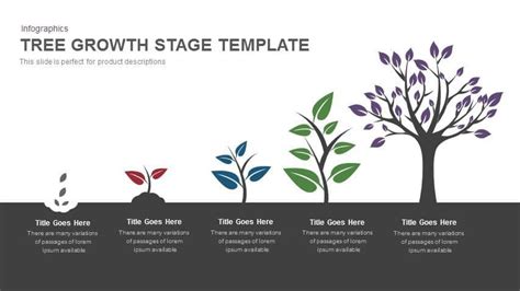 Tree Growth Stage Powerpoint and Keynote template | Tree growth, Tree, Growth