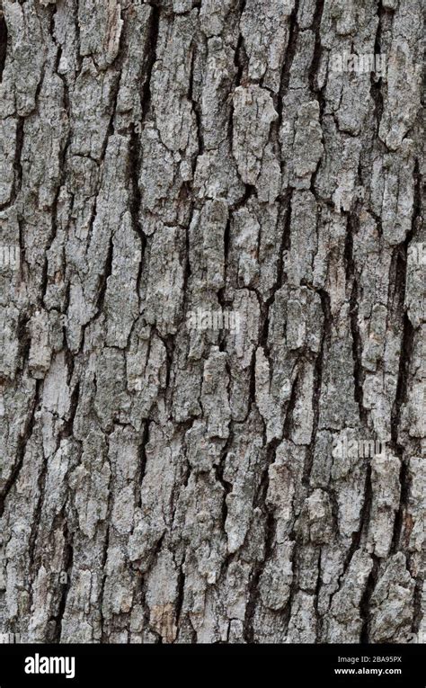 Post Oak, Quercus stellata, bark Stock Photo - Alamy