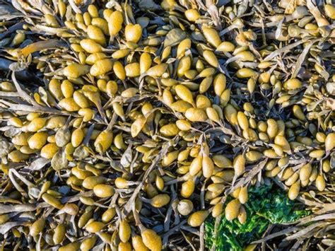 7 Incredible Benefits of Bladderwrack | Organic Facts