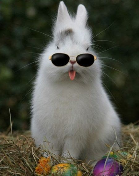 funny rabbit picture | funny-pics.co | Funny rabbit, Funny animal ...