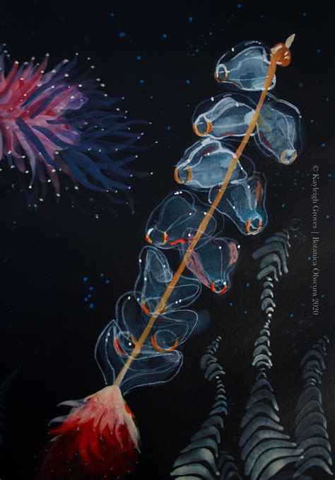 Siphonophore on SVA Portfolios