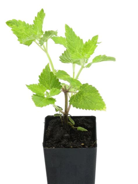 Catnip (Plant) – Natures pharmacy