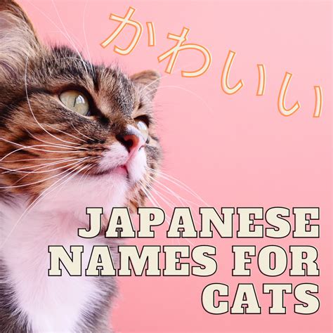 Top 100 Cats Cute Names For Your Adorable Feline Friends