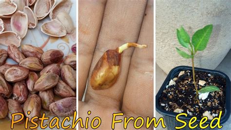 How To Grow Pistachio Seed | Easiest Method Of Growing Pistachio Seed Step By Step - YouTube