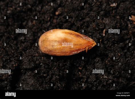 Bramley apple seed on a soil surface Stock Photo - Alamy