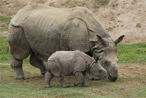 Baby Rhino - Rhinos Photo (20108342) - Fanpop