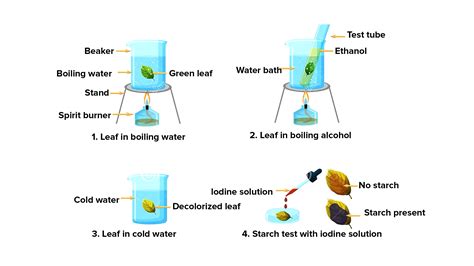 Boojho wanted to test the presence of starch in leaves. He performed ...