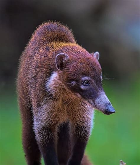 White-nosed Coati | Wildlife Guatemala | Mammals