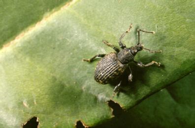 Pieris (Andromeda): Black vine weevil | Hortsense | Washington State University