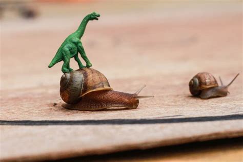 Snail Racing Game: Decorate some racing snails!