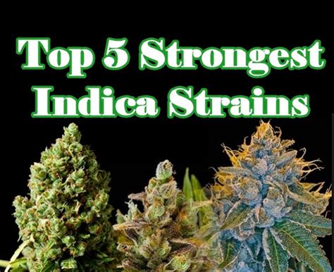 Top 5 Strongest Indica Strains