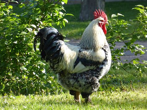 HD wallpaper: white and black rooster near green leafed plants during daytime | Wallpaper Flare