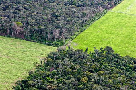 Amazon rainforest under threat as Brazil tears up protections | New ...