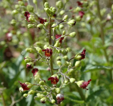 Flower Gallery :: Scrophulariaceae :: NIKB3299