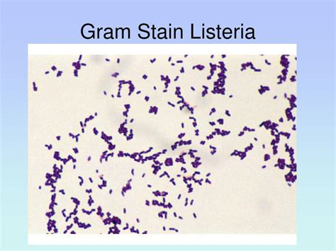 Listeria Gram