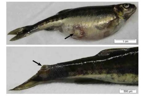 Fish Columnaris: Causes, Symptoms & Treatment - Fish Article