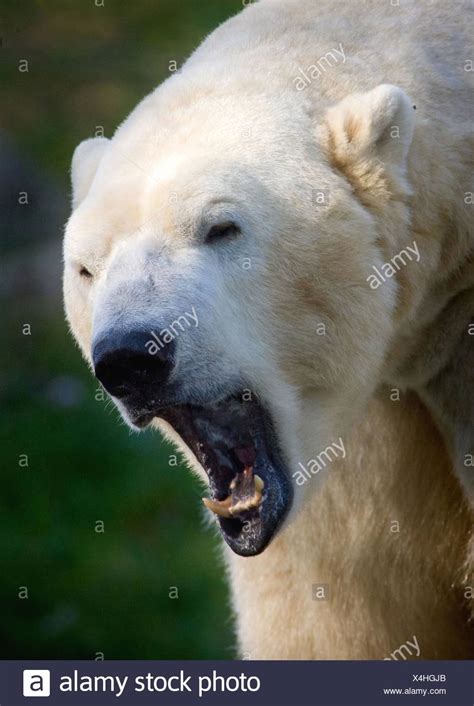 Polar Bear Roar Stock Photos & Polar Bear Roar Stock Images - Alamy