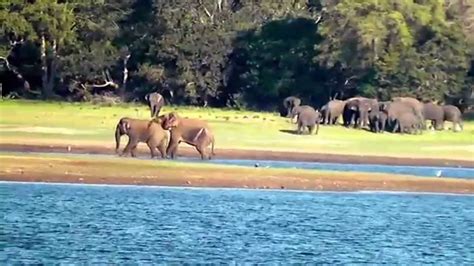 Elephants across the Kala Wewa Lake in Sri Lanka - YouTube