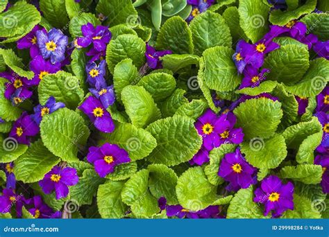 Flower Floral Purple Tiny Spring Plants Nature Stock Photo - Image: 29998284