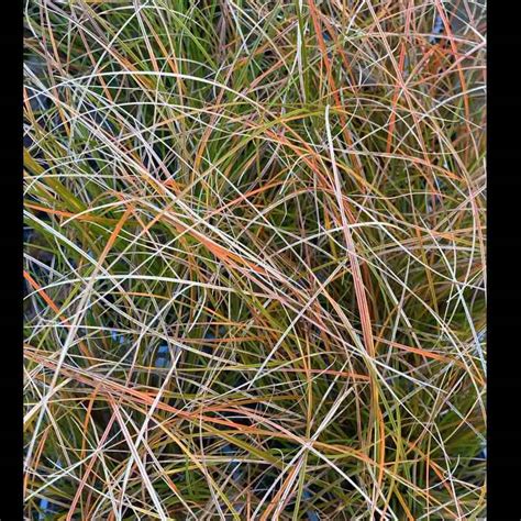 Carex Testacea 1.5L – Grasses - Garden Scene Jersey