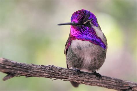 male costa's hummingbird - Birds Photo (36099528) - Fanpop