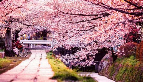 The beautiful meaning behind the Sakura