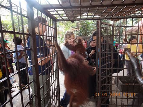 WILDTIMEONLINE: Surabaya Zoo / Indonesia - the atrocities continue