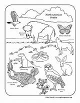 North American Prairie Activity Bundle  Downloadable Only sketch template