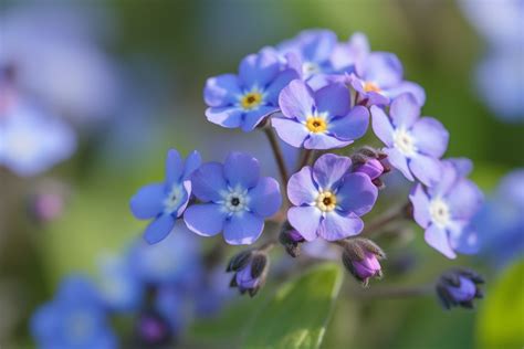 Purple Forget Me Not Flower Meaning, Symbolism & Spiritual Significance - Foliage Friend - Learn ...