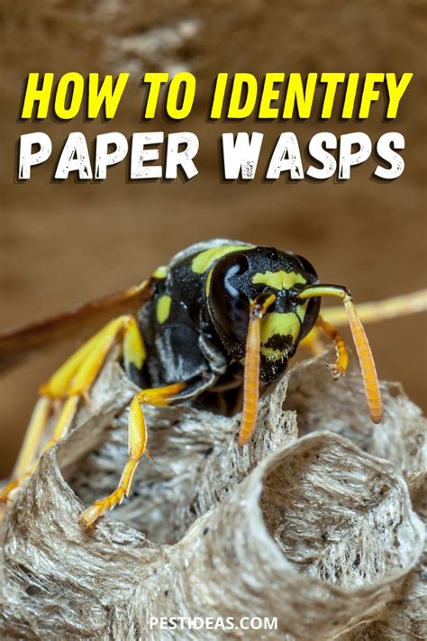 Paper Wasp Nest Identification: Everything You Need to Know