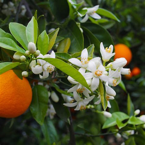 Valencia Orange Trees for Sale | BrighterBlooms.com