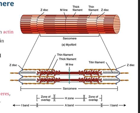 myofibril Diagram | Quizlet