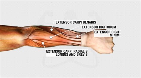 How To Get Bigger Forearms FAST (3 Science-Based Tips)