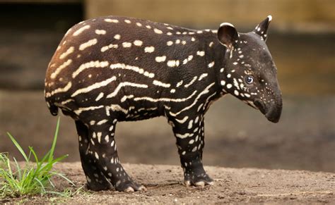 Brazil, a tapir is born in the Atlantic Forest for the first time in ...