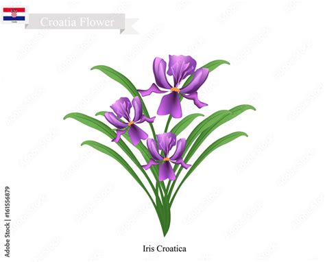 Iris Croatica Flowers, The National Flower of Croatia Stock Vector ...