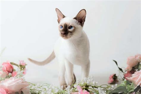 Chocolate Point Siamese Cat: Facts, Traits, Pictures & FAQs