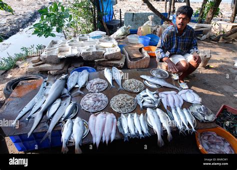 India - Kerala - Kochi - market stalls selling freshly caught fish Stock Photo - Alamy