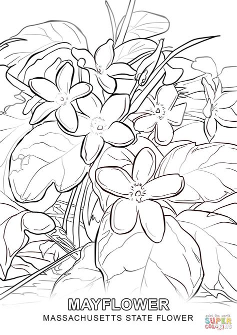 Massachusetts State Flower coloring page | Free Printable Coloring Pages