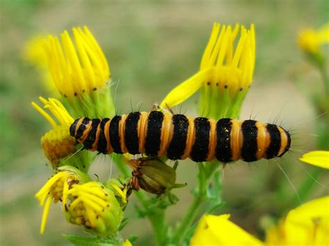 Cannibalistic Cinnabar Caterpillar | View large The cinnabar… | Flickr