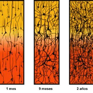 Periods of synaptogenesis and neural pruning along neurodevelopment ...