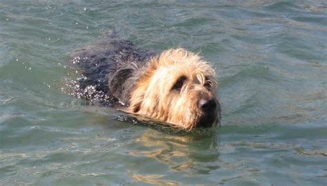 Otterhound - Dog Breed Information and Images - K9 Research Lab