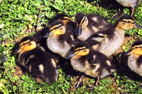 Mallard ducklings - Stock Image - C015/4349 - Science Photo Library