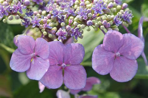 9 Gorgeous Hydrangea Types