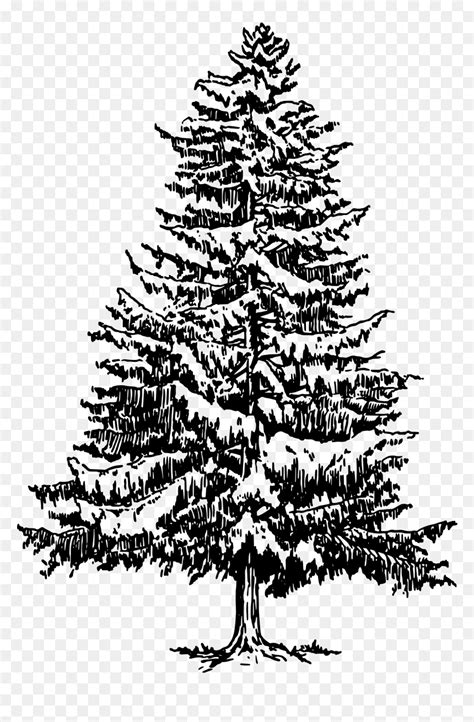 Pine Drawing Tree Evergreen Clip Art - Pine Tree Line Art, HD Png Download - vhv