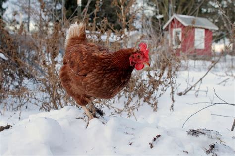 Top 10 Tips for Keeping Chickens in Winter