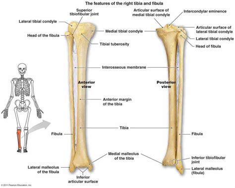 Anatomy Of Tibia And Fibula | MedicineBTG.com