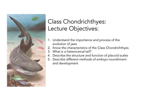 chondrichthyes notes - Class Chondrichthyes: Lecture Objectives ...