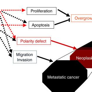 Complex interplay between oncogenic pathways. Changes in tumor... | Download Scientific Diagram