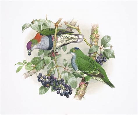 William T Cooper :: Superb Fruit-Dove